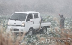 눈보라 속 양배추 수확