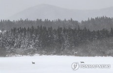 제주 폭설 속 노루들