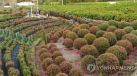 겨울 제주의 동백 정원