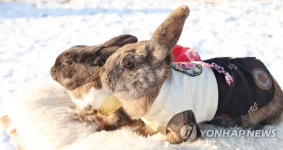 2023년, 계묘년 검은 토끼 해