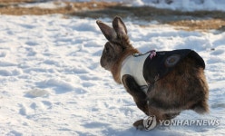 힘차게 뛰는 검은 토끼