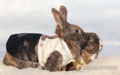 계묘년 주인공 검은 토끼, 한복 입고 물끄러미