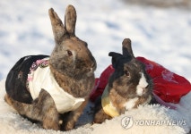 계묘년 주인공 검은 토끼, 한복 입고 물끄러미