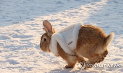 한복 입고 달리는 토끼