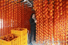 설 명절 앞두고 무르익는 곶감