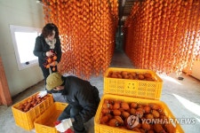 설 명절 앞두고 곶감 농가 분주