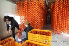 설 명절 앞두고 곶감 농가 분주