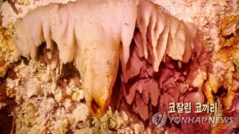 평북 룡문대굴의 코잘린 코끼리 돌순