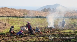 제주의 감자 캐는 풍경