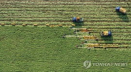 제주 월동무 수확 풍경