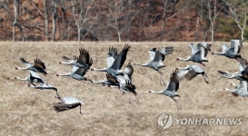 재두루미 수십 마리…의령 부자마을 월동