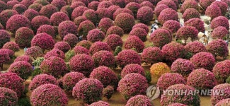 동백꽃과 함께하는 제주의 겨울