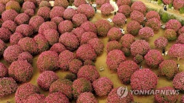 동백꽃과 함께하는 제주의 겨울