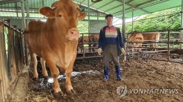 제주서 계묘년 첫 슈퍼한우 출하