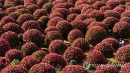 예쁘다, 제주의 겨울 동백꽃