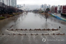 부산에 많은 비, 물에 잠긴 온천천 시민공원