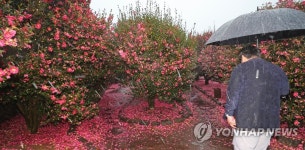 비 내리는 동백나무 숲