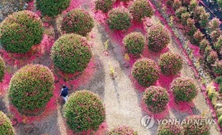 떨어져도 다시 피는 동백꽃