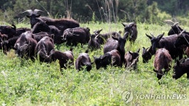 흑염소는 왜 제주 섬 골칫거리가 됐나