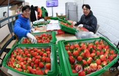 청년 귀농인이 만든 딸기드세요