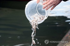 부산수산자원연구소, 어린 은어 7만 마리 방류