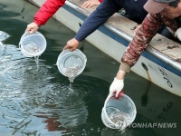 부산수산자원연구소, 어린 은어 7만 마리 방류