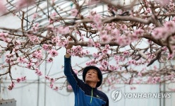봄 향기 가득 품은 복사꽃