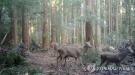 노루인줄 알았는데 사슴? 제주 산간에 사슴무리 서식