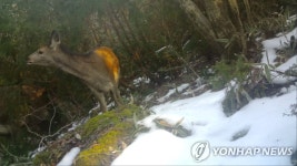 노루인줄 알았는데 사슴? 제주 산간에 사슴무리 서식