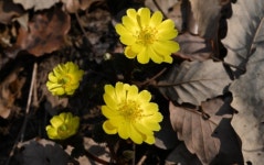 다도해해상국립공원에 봄소식…개복수초·변산바람꽃 피어나