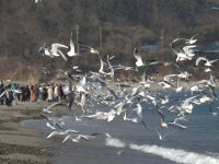 부산 갈매기 붉은부리갈매기, 동아시아 이동경로 첫 확인