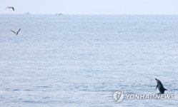 날고 싶은 남방큰돌고래