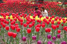 30만 송이 봄의 왈츠…제주 상효원 튤립축제 내달 4일 개막