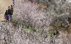 곧 만나요…양산 원동매화 축제 4년 만에 개최