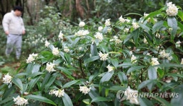 제주 청수곶자왈에 핀 백서향 꽃