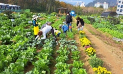 용인시 공세동 시민농장 운영자 800팀 모집에 2천팀 몰려