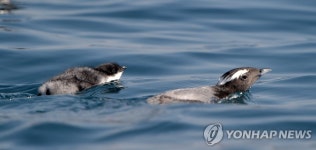 뿔쇠오리 보호 위해 제주 마라도 길고양이 섬 밖으로