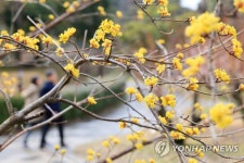 산수유꽃 피는 계절
