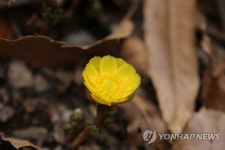 무등산의 봄 알리는 복수초
