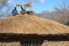 제주 새봄맞이 초가 지붕 잇기