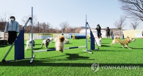 놀이가 즐거운 댕댕이들