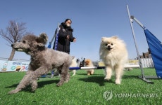 반려견 쉼터에서 즐거운 댕댕이들