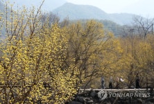 산수유꽃 핀 구례 반곡마을