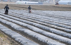 감자 심기 준비로 바쁜 농촌