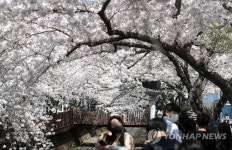 더 안전한 진해군항제를 위해…창원시, 안전관리계획 심의