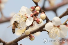 바빠진 꿀벌
