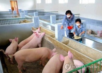 북한 함경남도 북청군 청해농장의 돼지