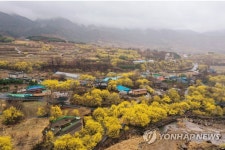 노란 꽃 핀 산수유마을
