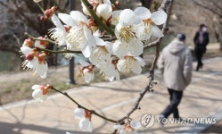 매화꽃 활짝, 외투는 두툼