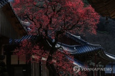 화엄사 물들인 홍매화 자태